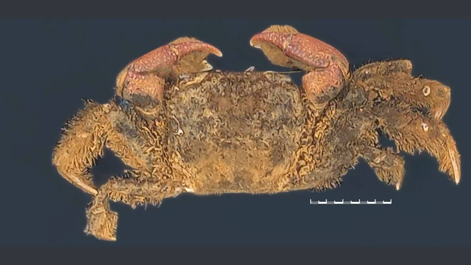 Mistaken identity leads to the discovery of a new crab species from the Goan mangroves